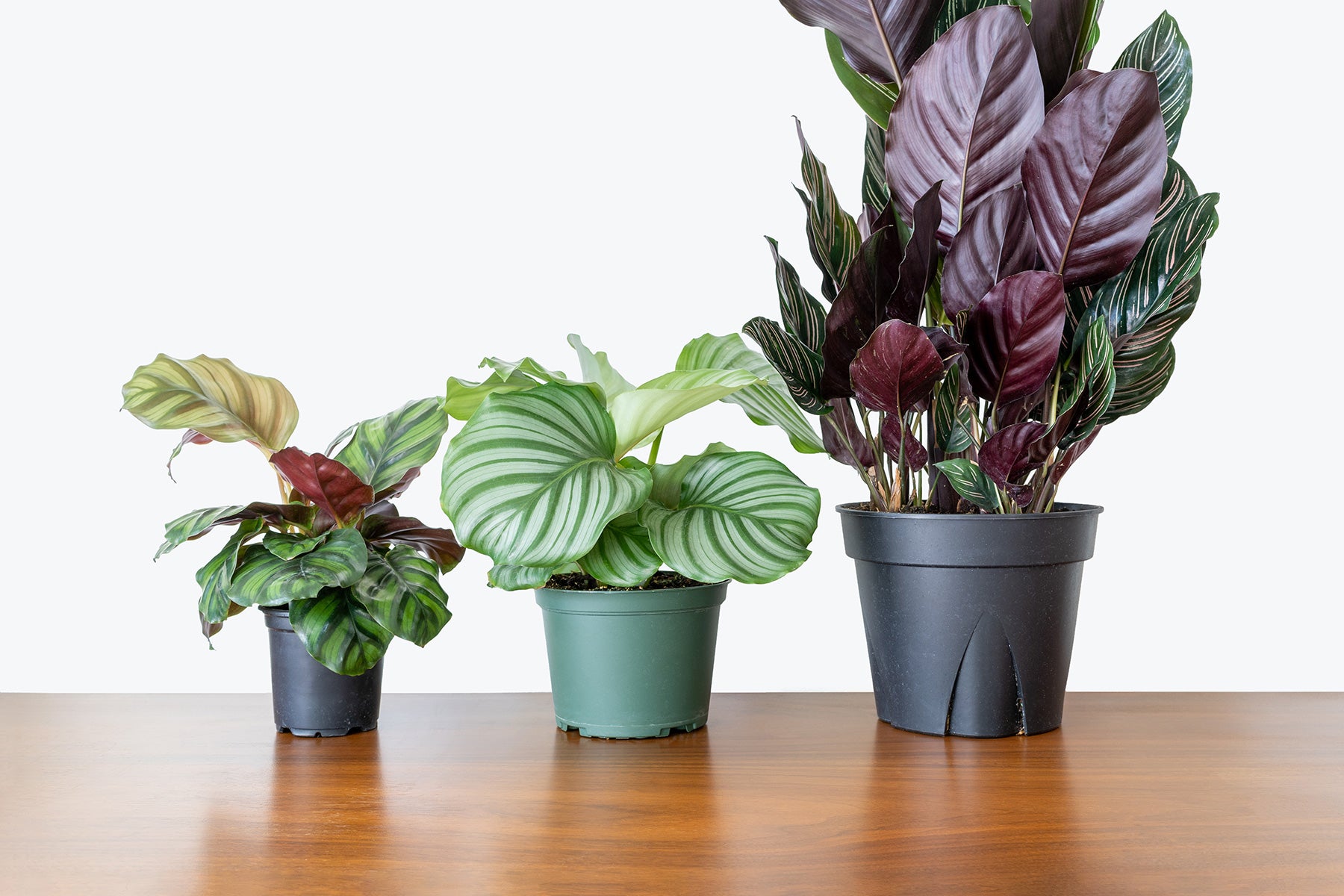 How to take care of your Calathea | Plant Care Tips - JOMO Studio