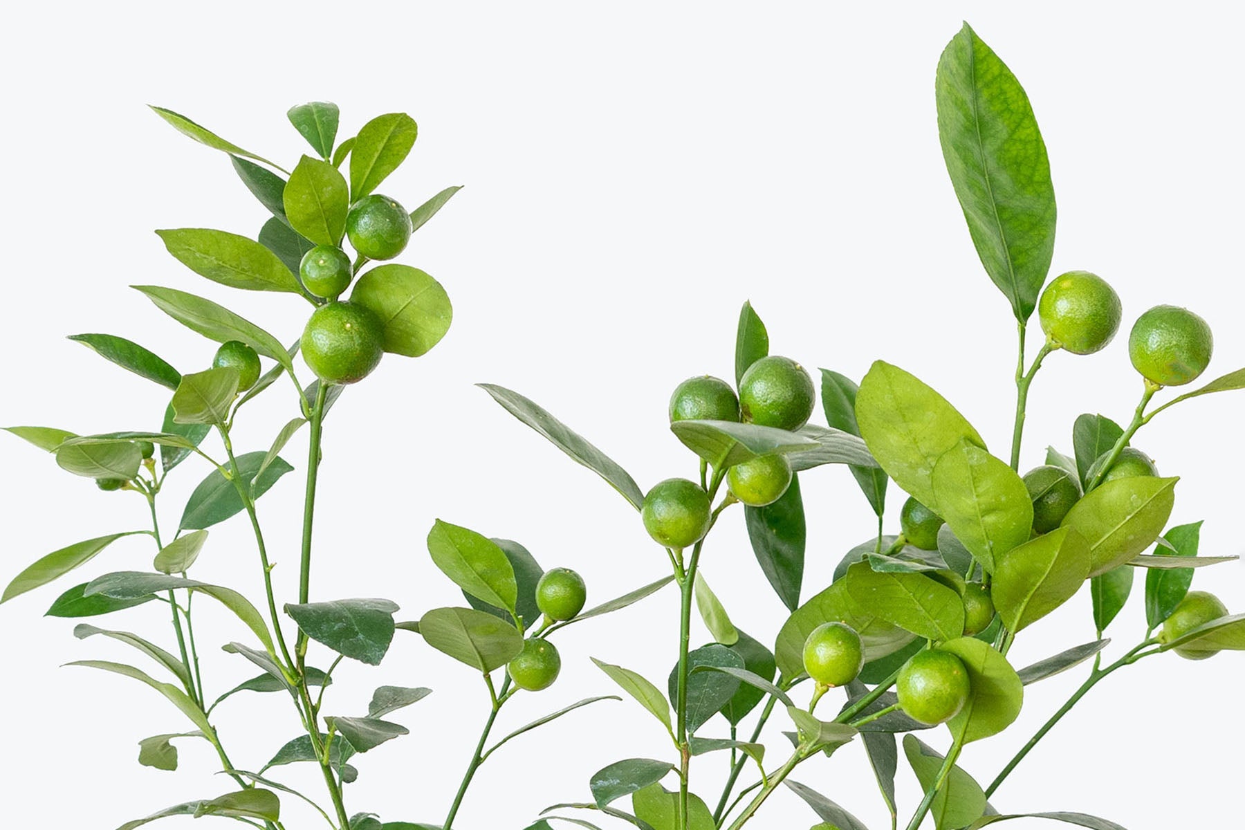How to Take Care of Your Citrus Plant | Plant Care Tips - JOMO Studio