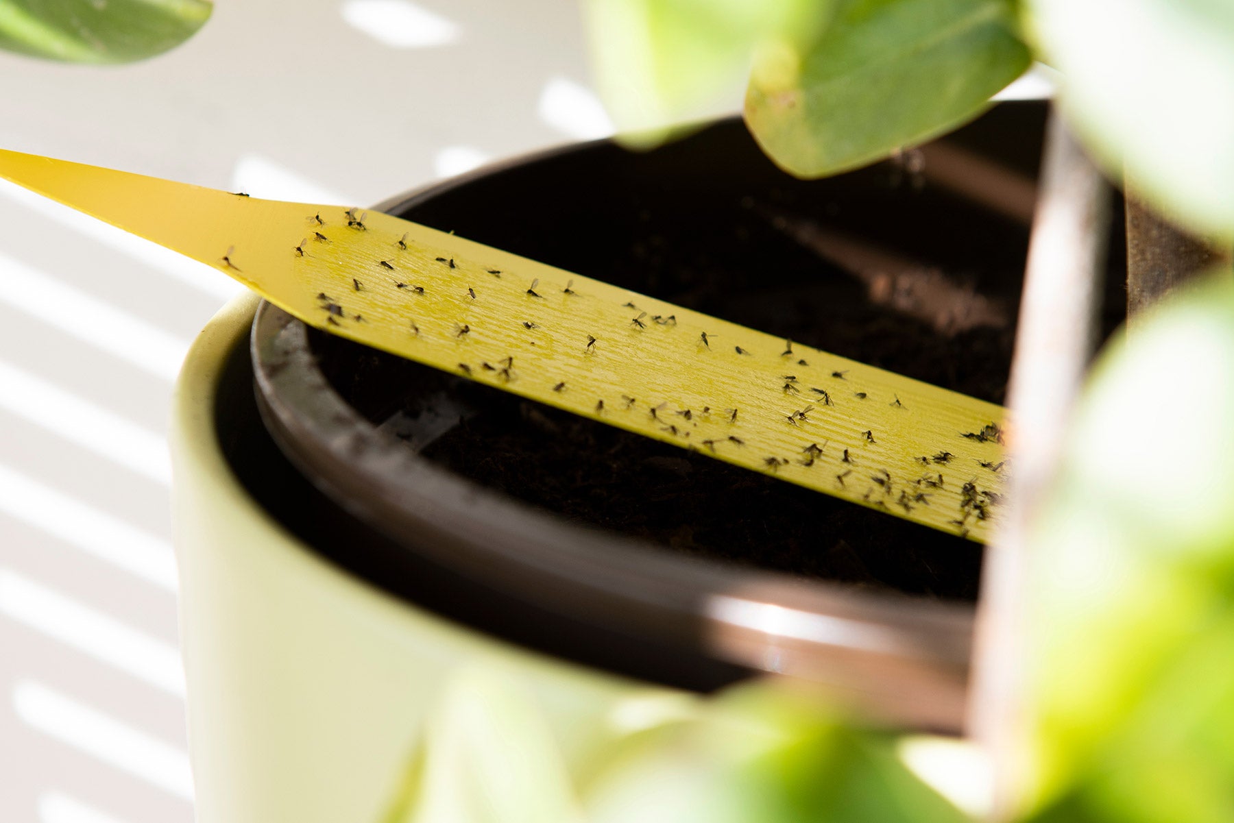 Common Houseplant Pests: How to Deal with Fungus Gnats - House Plants Delivery Toronto - JOMO Studio