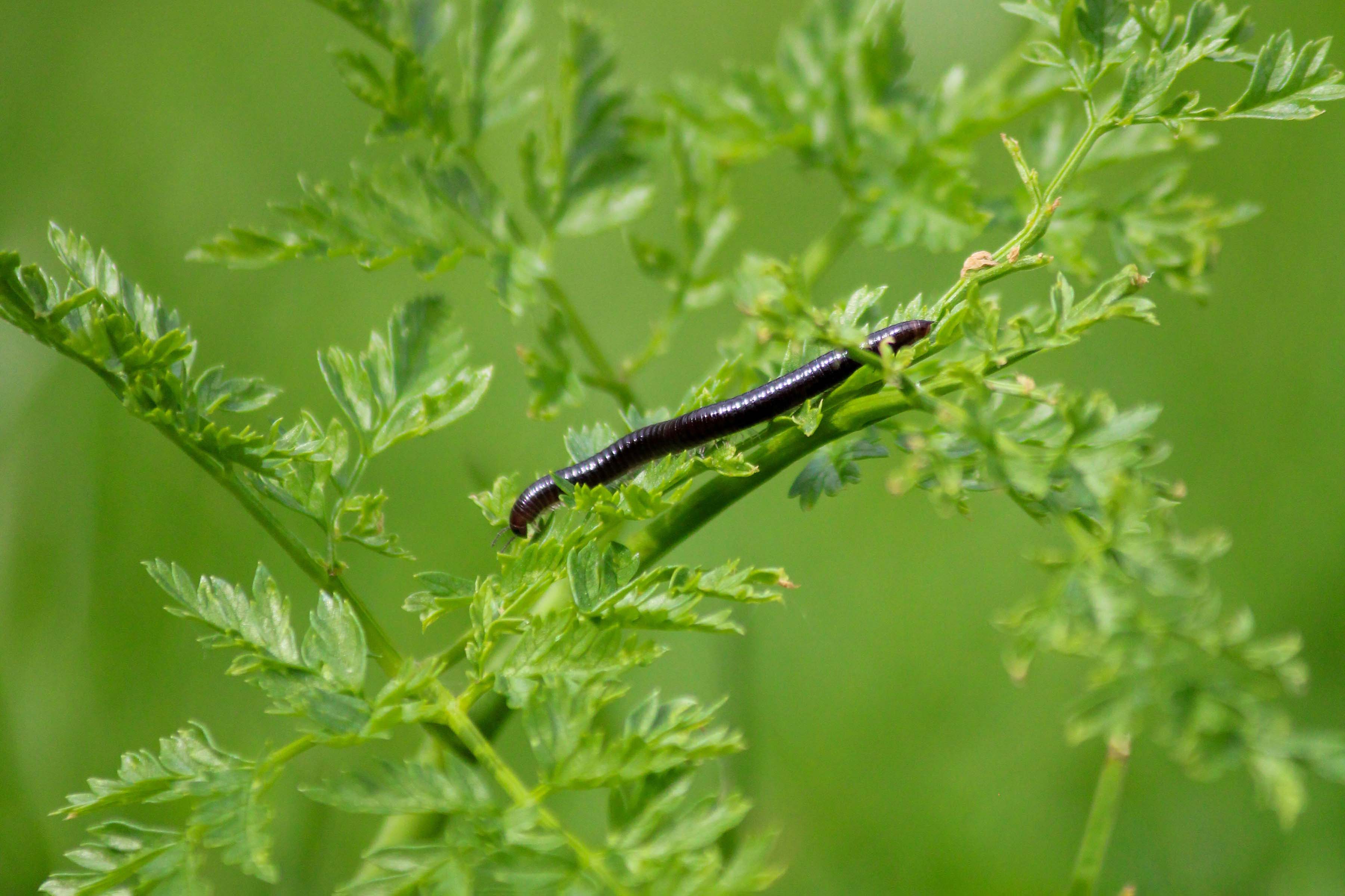 Common Houseplant Pests: How to Deal with Centipedes and Millipedes - JOMO Studio