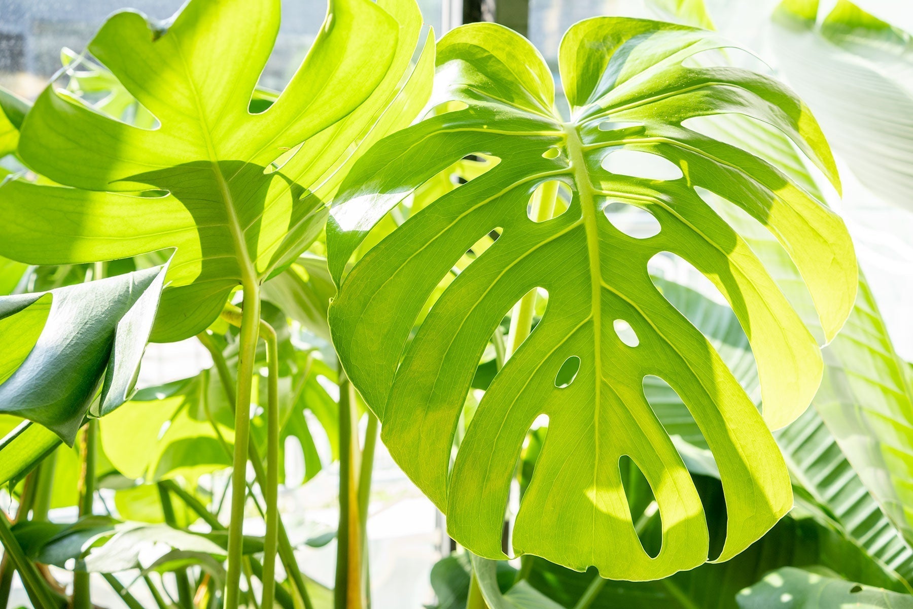How to take care of Monstera Deliciosa | Plant Care Tips - JOMO Studio