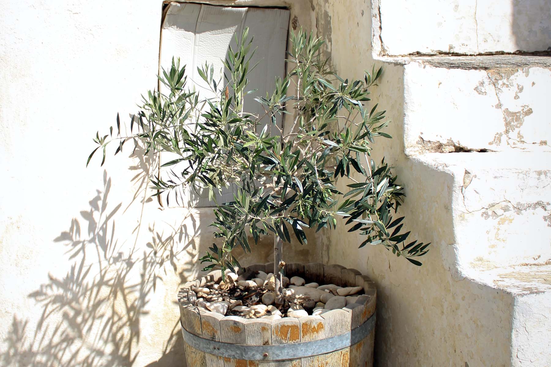 How to Take Care of Your Olive Tree