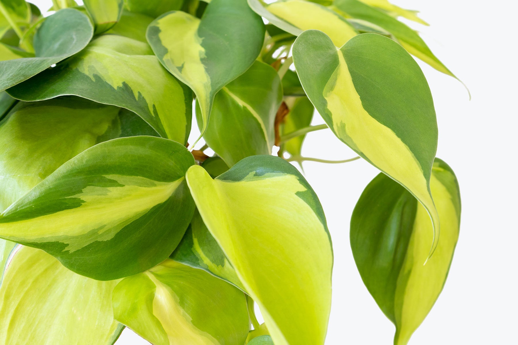 How to Take Care of Philodendron | Plant Care and Tips - JOMO Studio