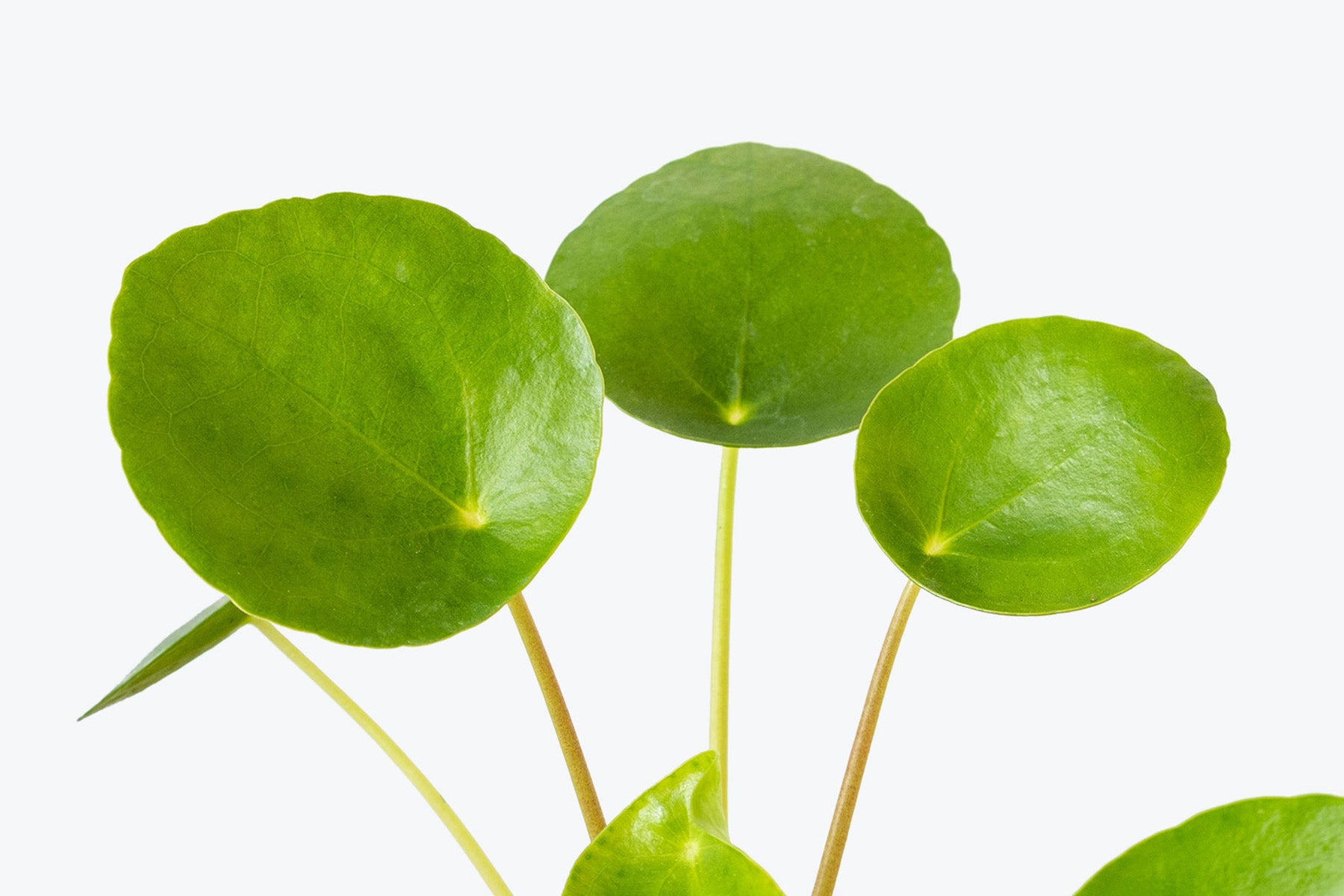 Red Stem Tears ( Pilea glaucophylla )