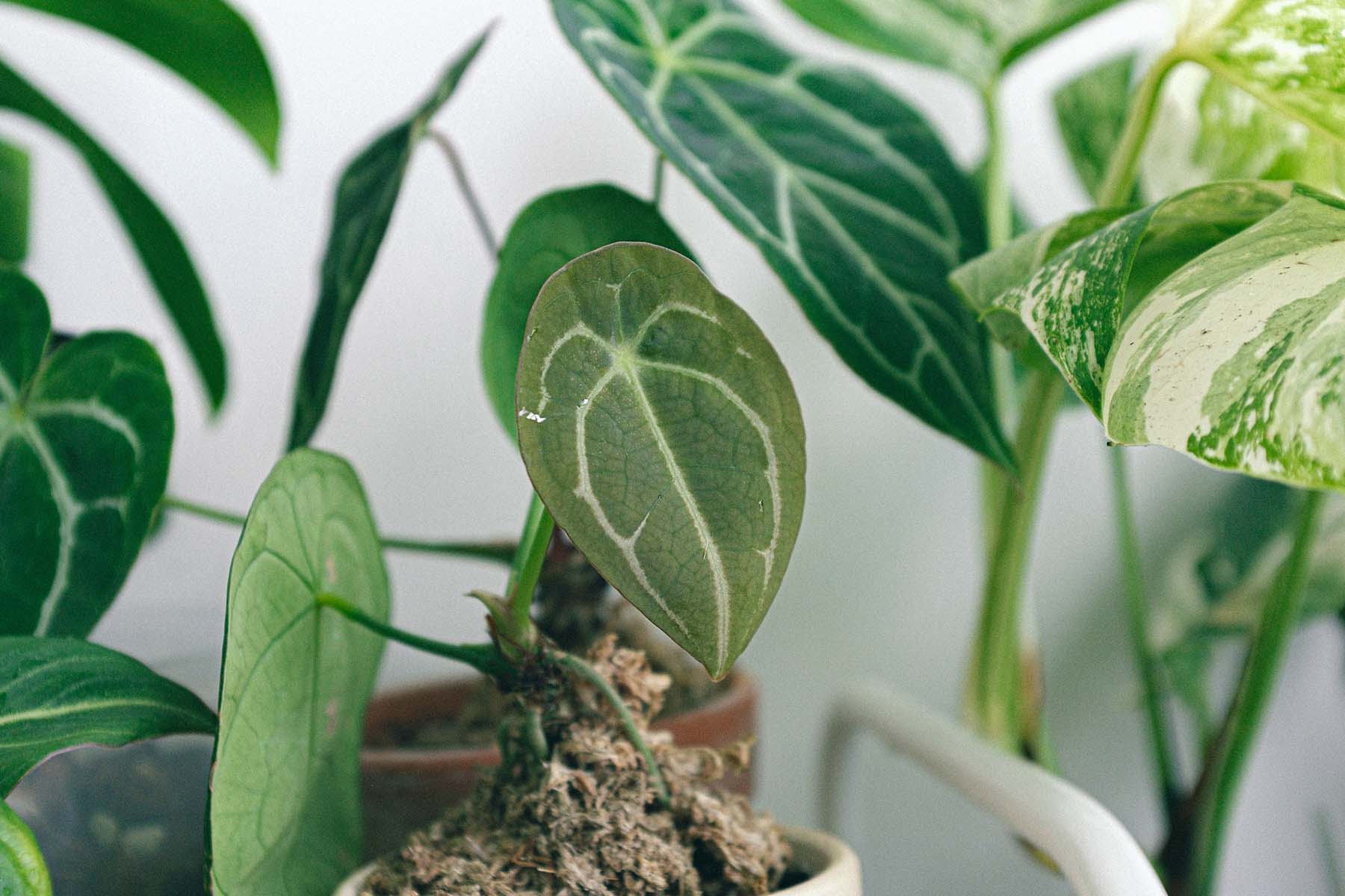 No Plant is an Island: Navigating the World of Pests in Indoor Gardening | Plant Care Tips - JOMO Studio