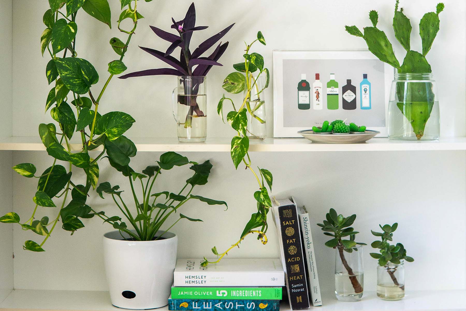monstera plant fertilizer Professional Monstera Plant Fertilizer main image 0