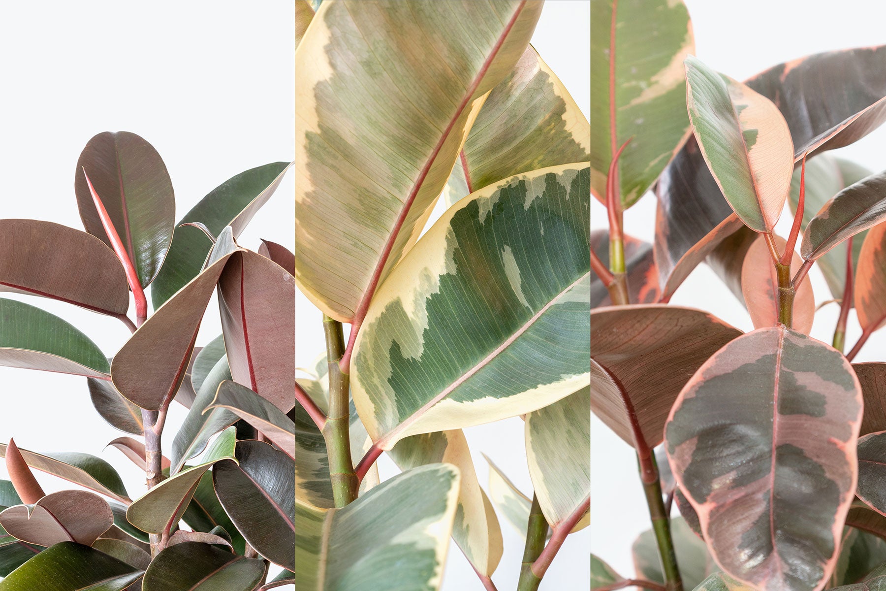 Rubber Plant Care: Tips on Water, Light and Soil for Ficus Elastica