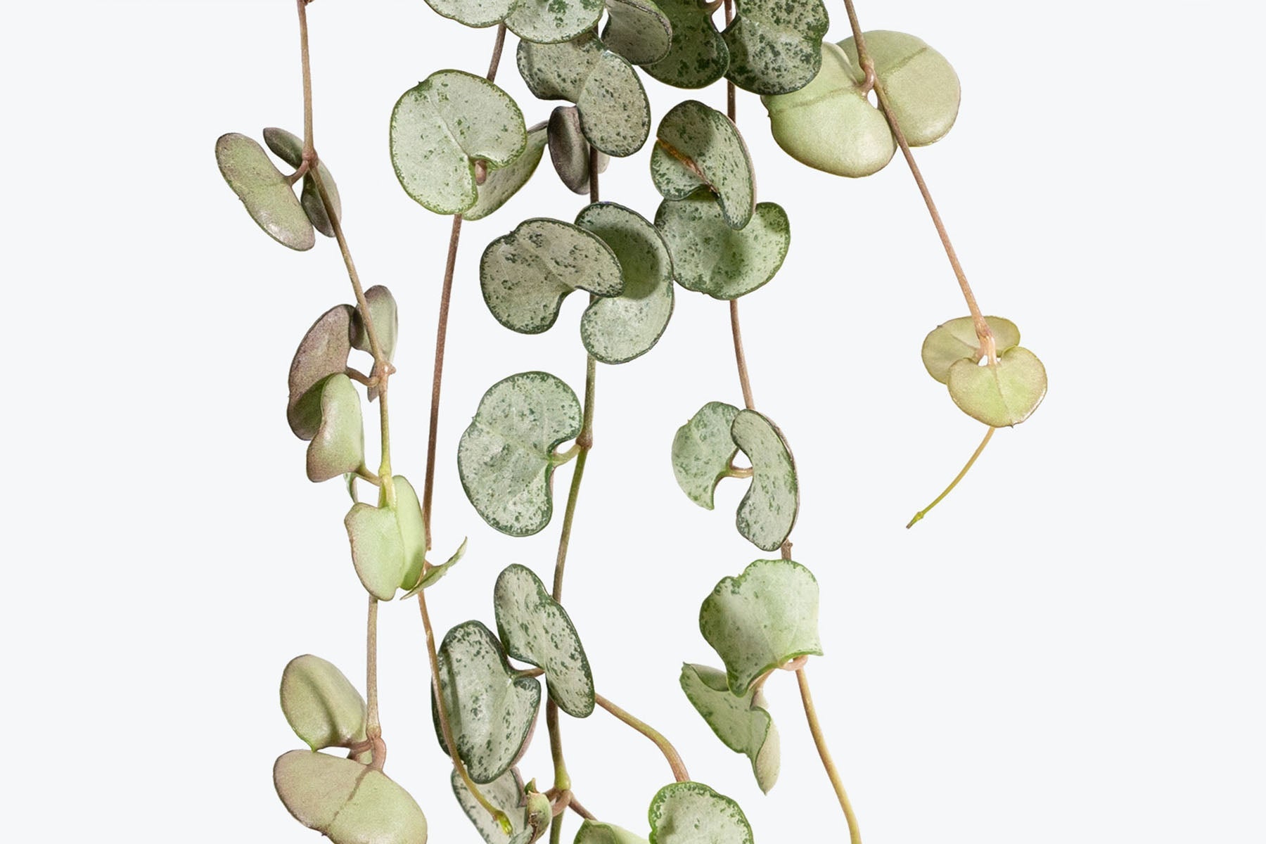 The Difference Between String of Hearts Varieties | Plant Care and Tips - JOMO Studio