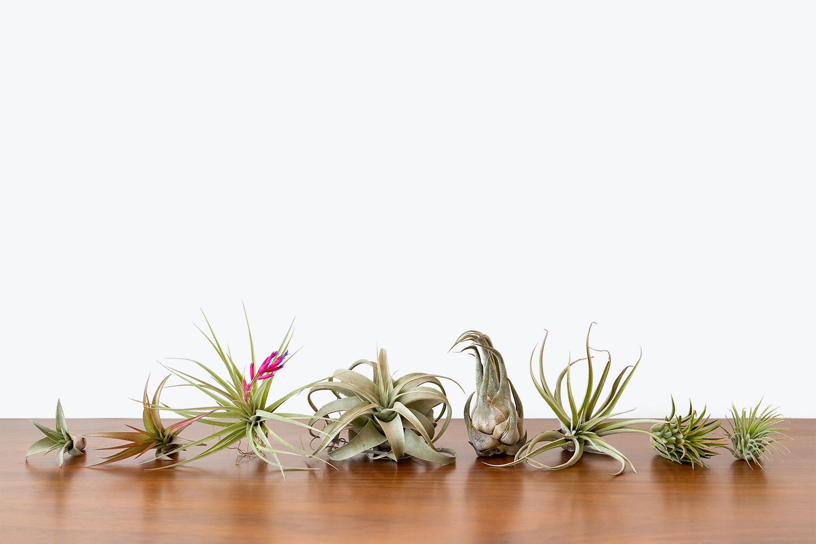 Magnetic Seashell Planters with Tillandsia Air Plants – Air Plant Shop