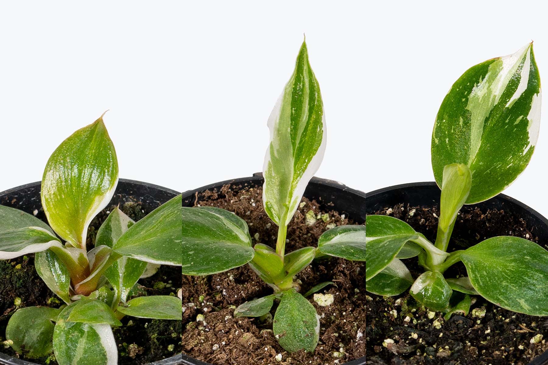 The Difference Between the Philodendron White Princess, White Wizard & White Knight | Plant Care Tips - JOMO Studio
