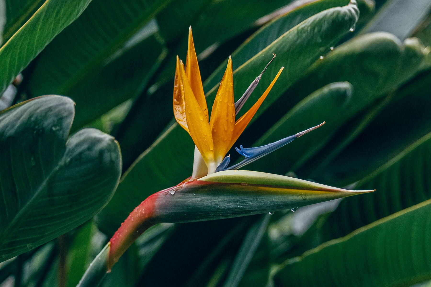 How to Take Care of Bird of Paradise | Plant Care and Tips - JOMO Studio