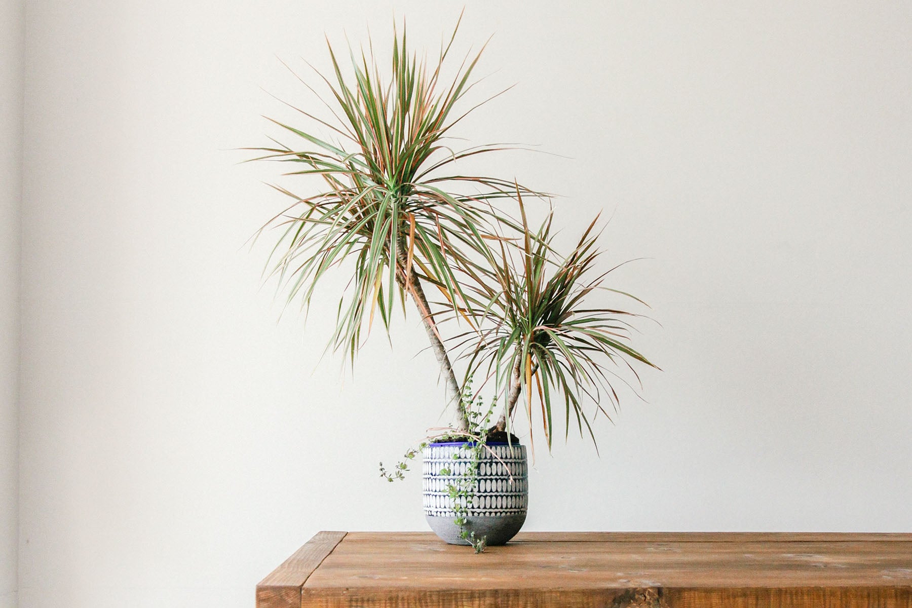 How to Take Care of Your Dracaena | Plant Care Tips - JOMO Studio