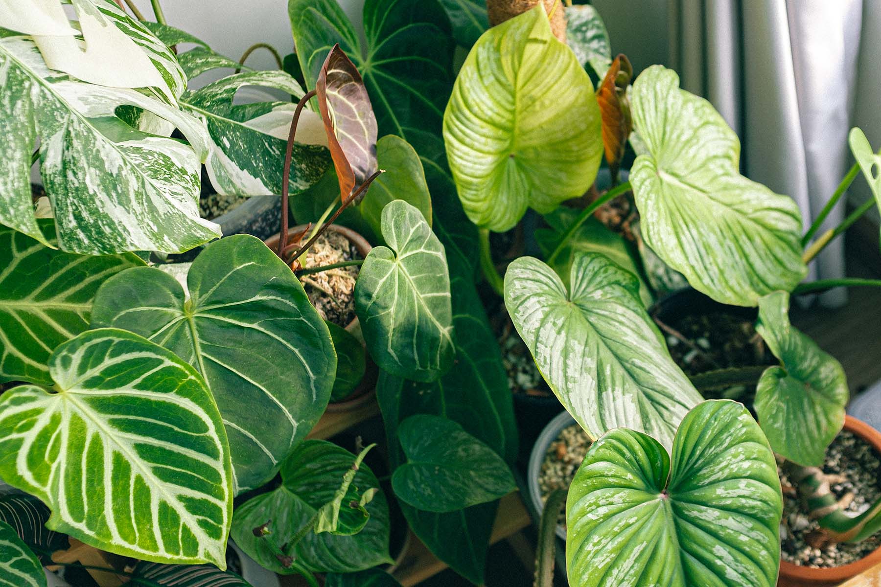 Embrace the Joy of Missing Out with Indoor Forest Therapy | Plant Care and Tips - JOMO Studio