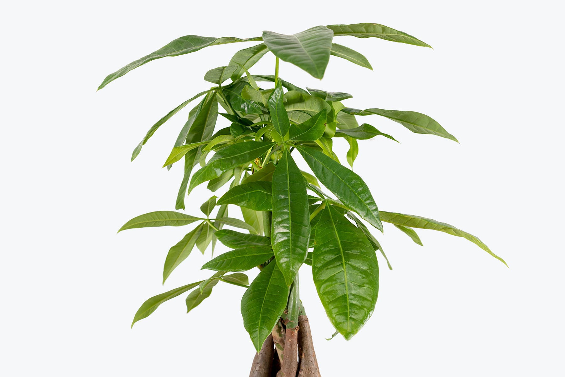 Money tree plant deals meaning