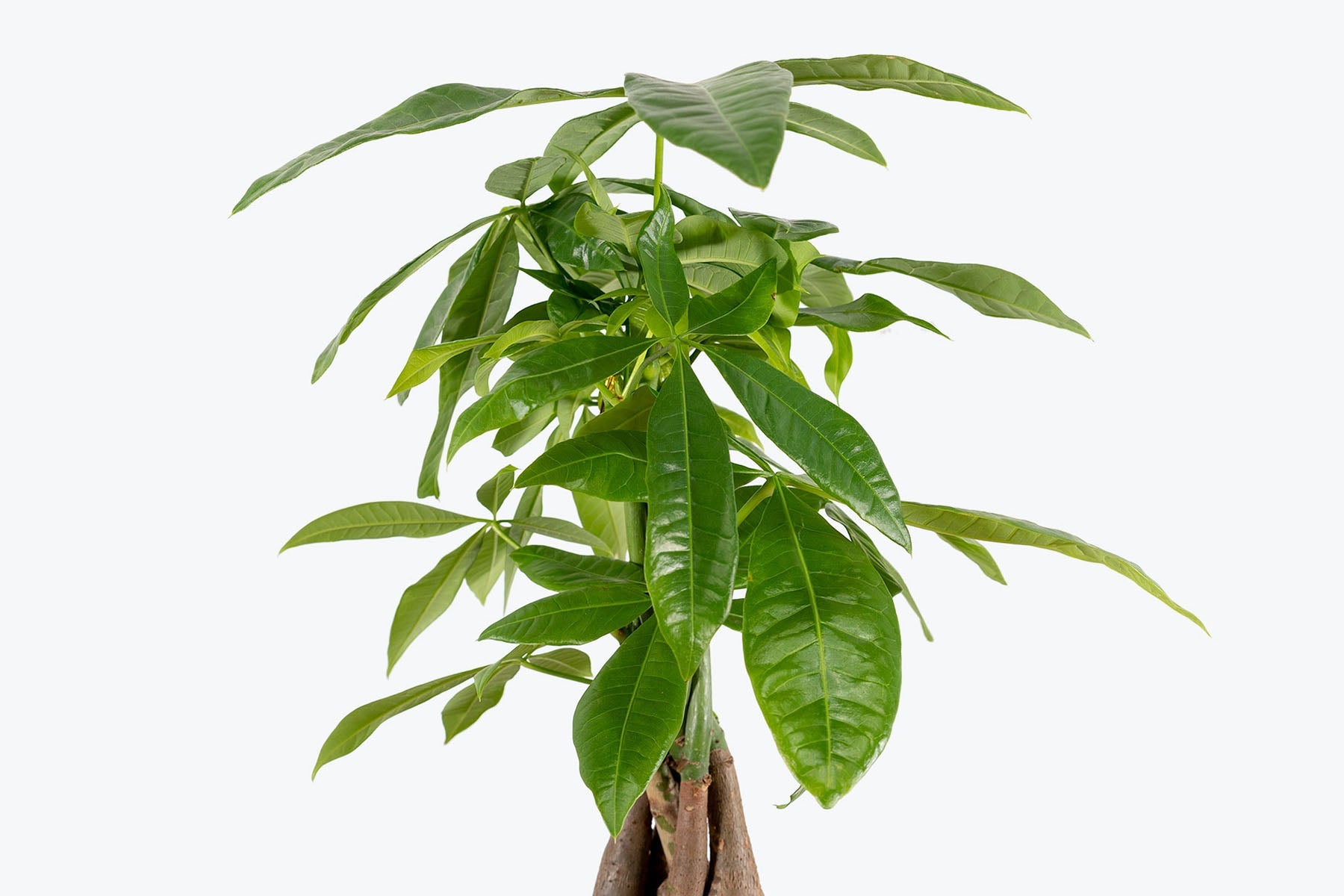 How to Take Care of Your Money Tree | Plant Care Tips - JOMO Studio