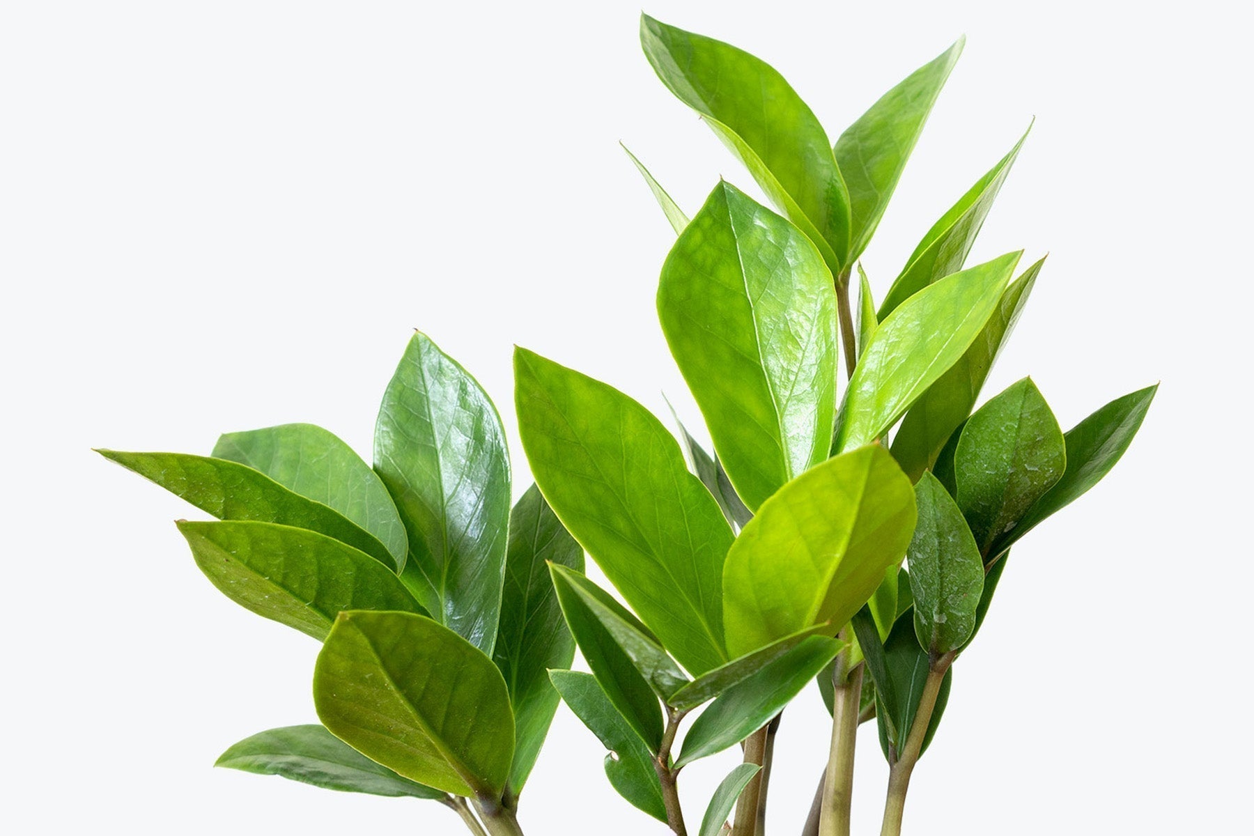 How to Take Care of Your ZZ Plant | Plant Care and Tips - JOMO Studio