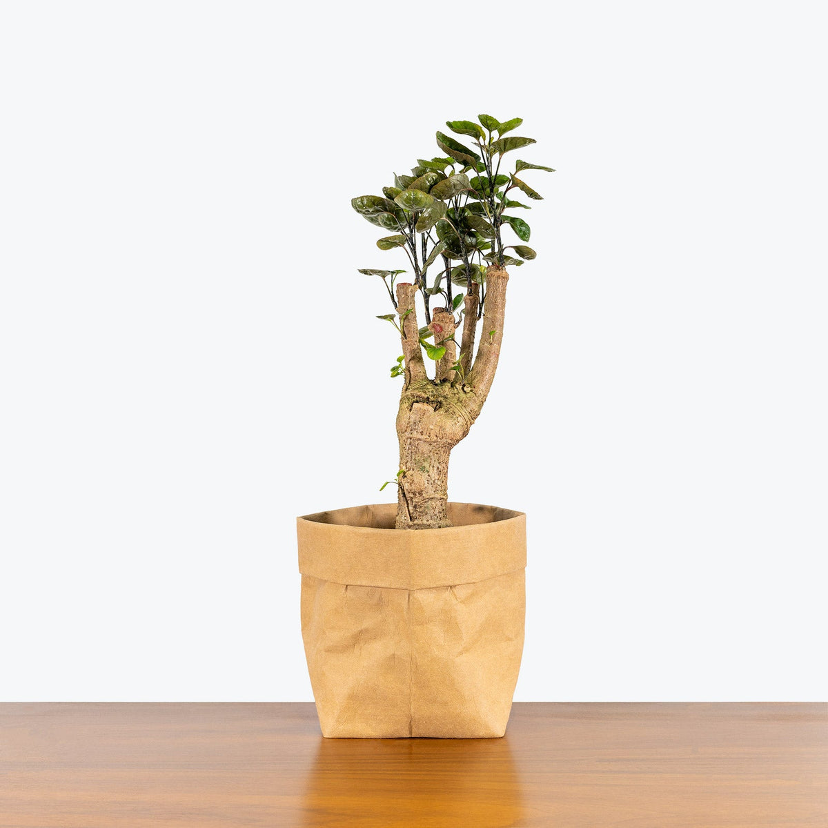 Aralia Fabian Stump on a wooden table — Aralia Plants at JOMO Studio