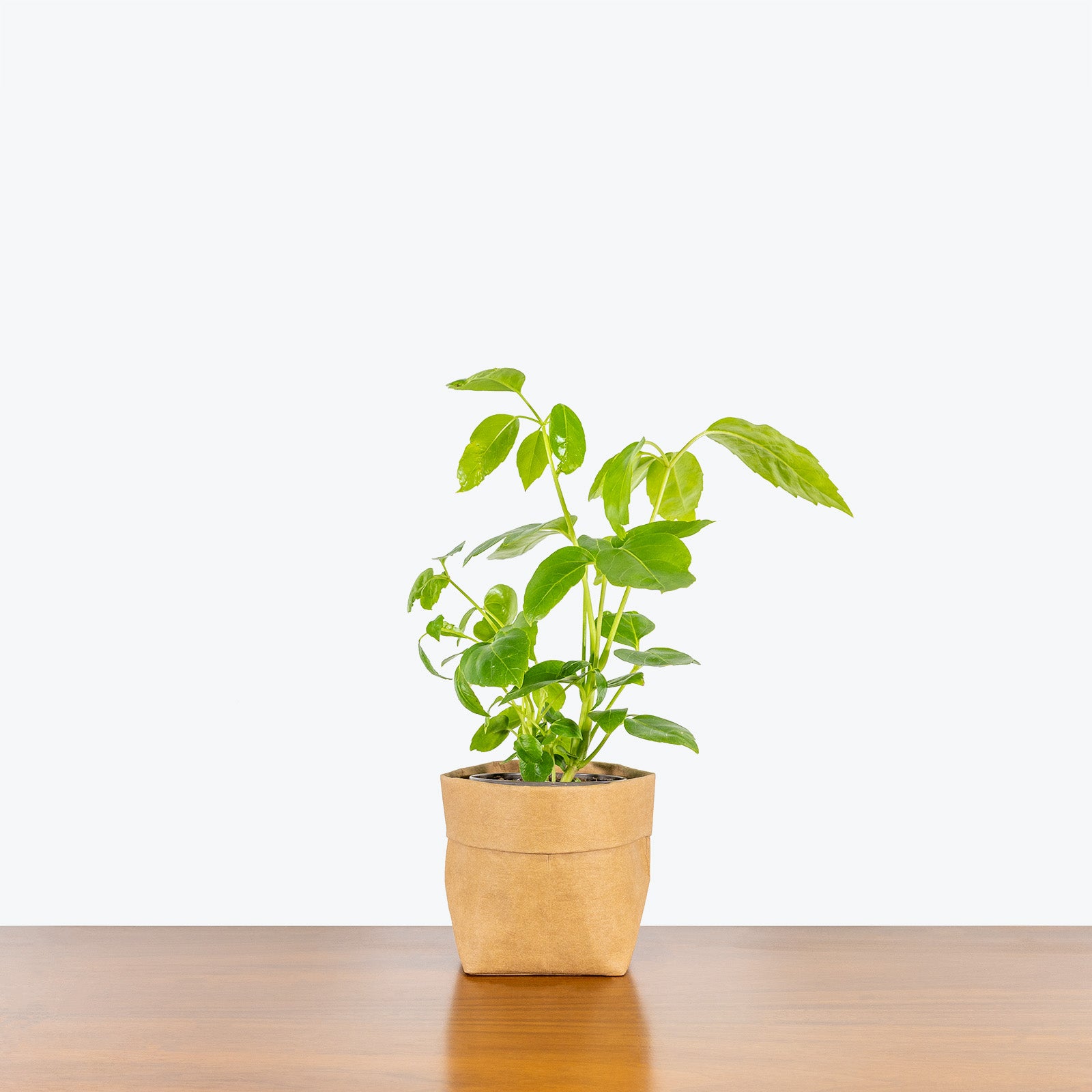 Umbrella Plants for Sale | Schefflera Plants | JOMO Studio