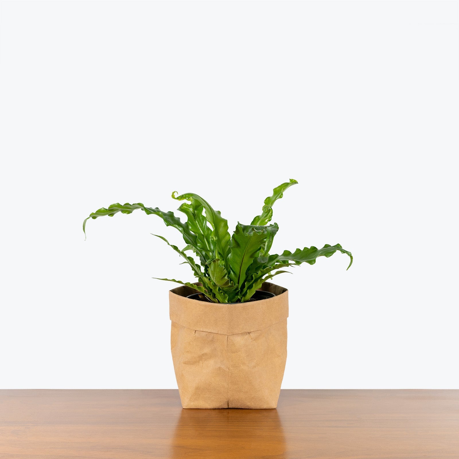 Fern | Lush Ferns| Bring the Beauty of Nature Indoors | JOMO Studio