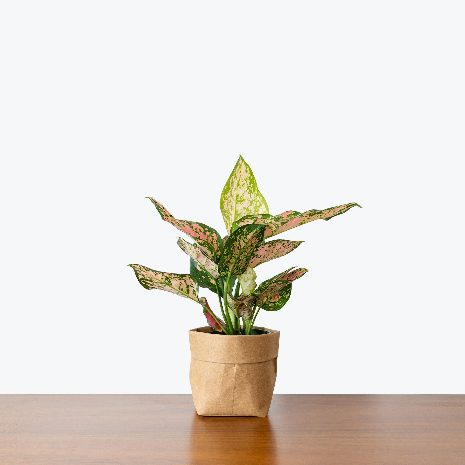 Aglaonema Plants for Sale | Chinese Evergreen Houseplants | JOMO Studio