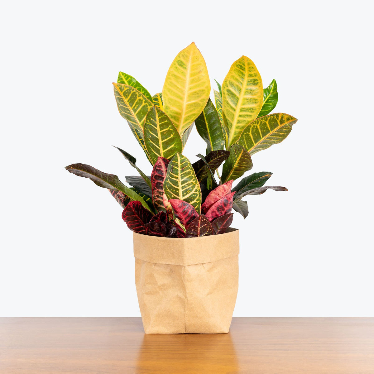 Croton Petra on a wooden table — Croton Plants at JOMO Studio