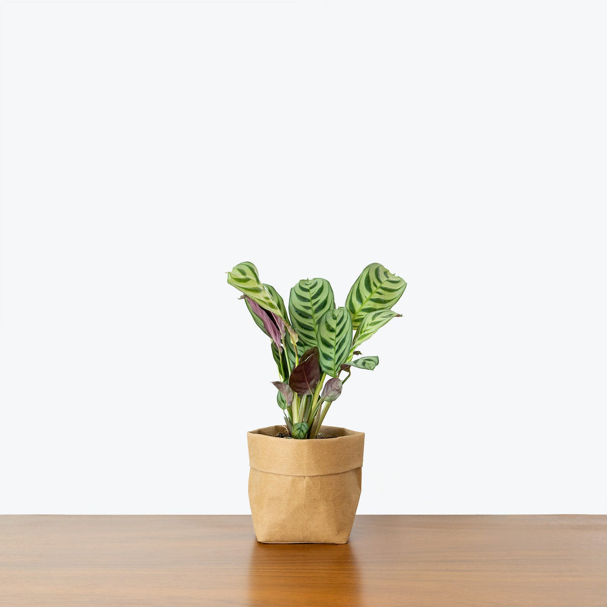 Ctenanthe Burle-Marxii on a wooden table — Ctenanthe Plants at JOMO Studio