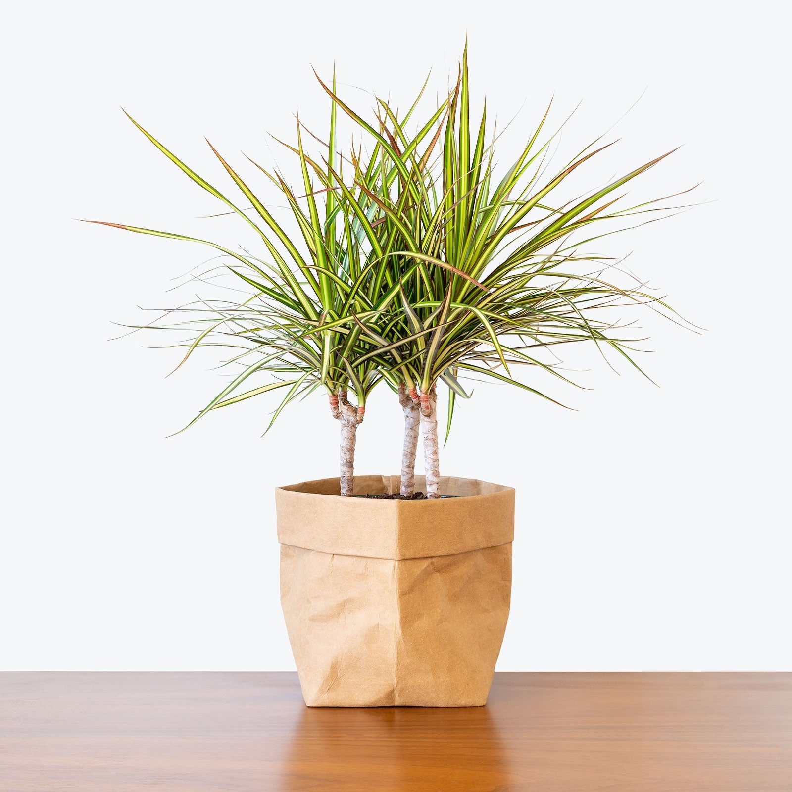 Dracaena Plants for Sale | Elegant Air-Purifying Plants | JOMO Studio