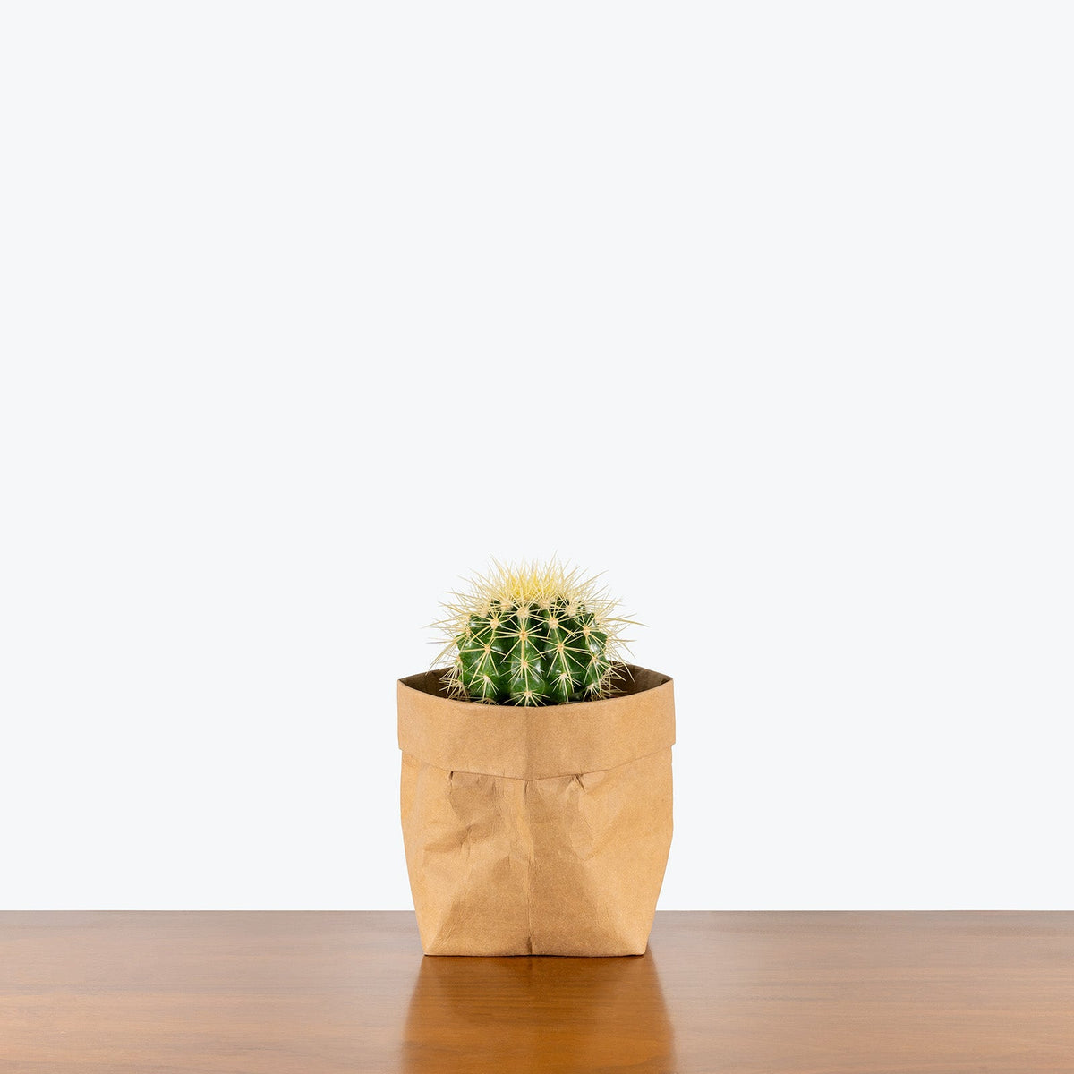 Golden Barrel Cactus on a wooden table — Cactus Plants at JOMO Studio