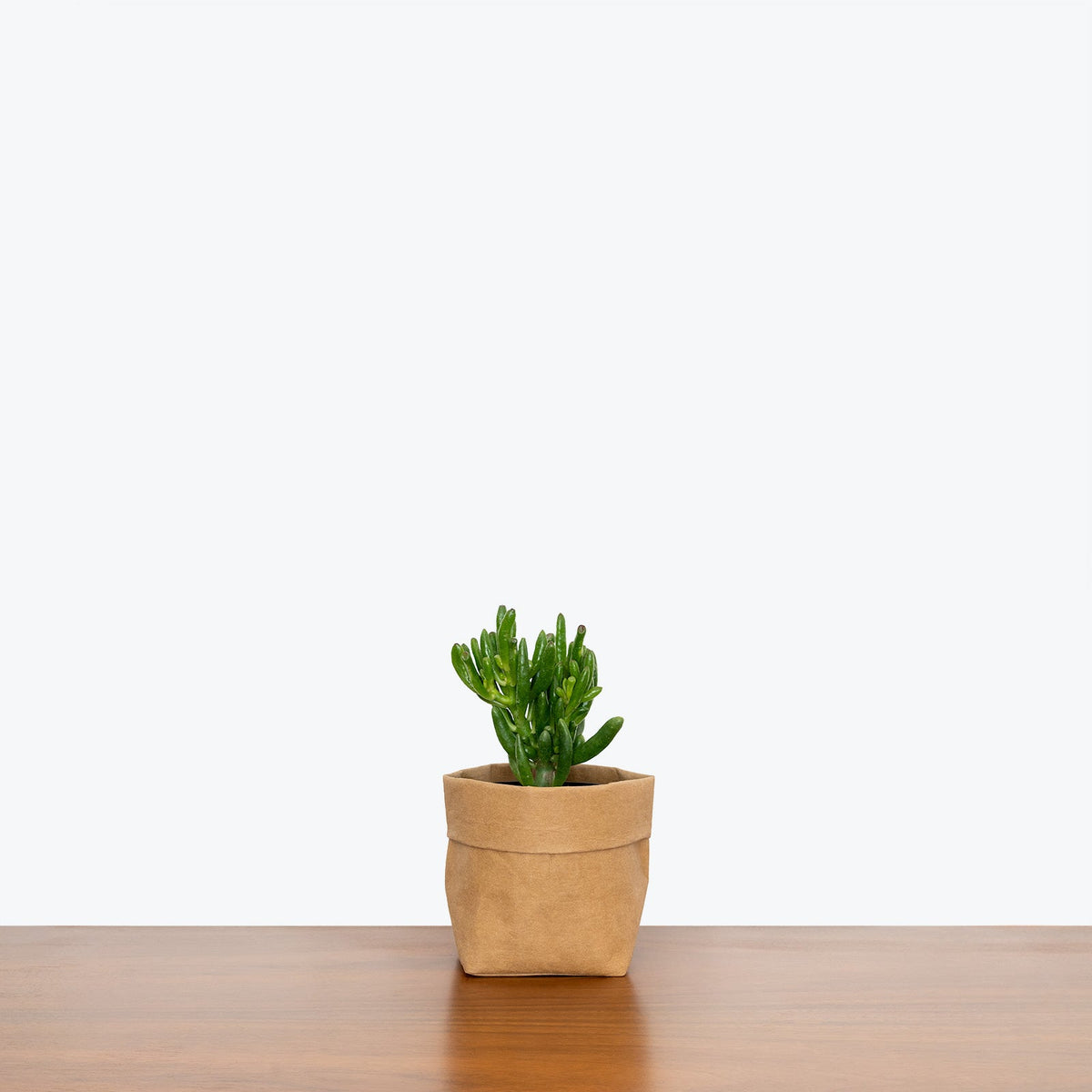 Jade Coral on a wooden table — Crassula Plants at JOMO Studio