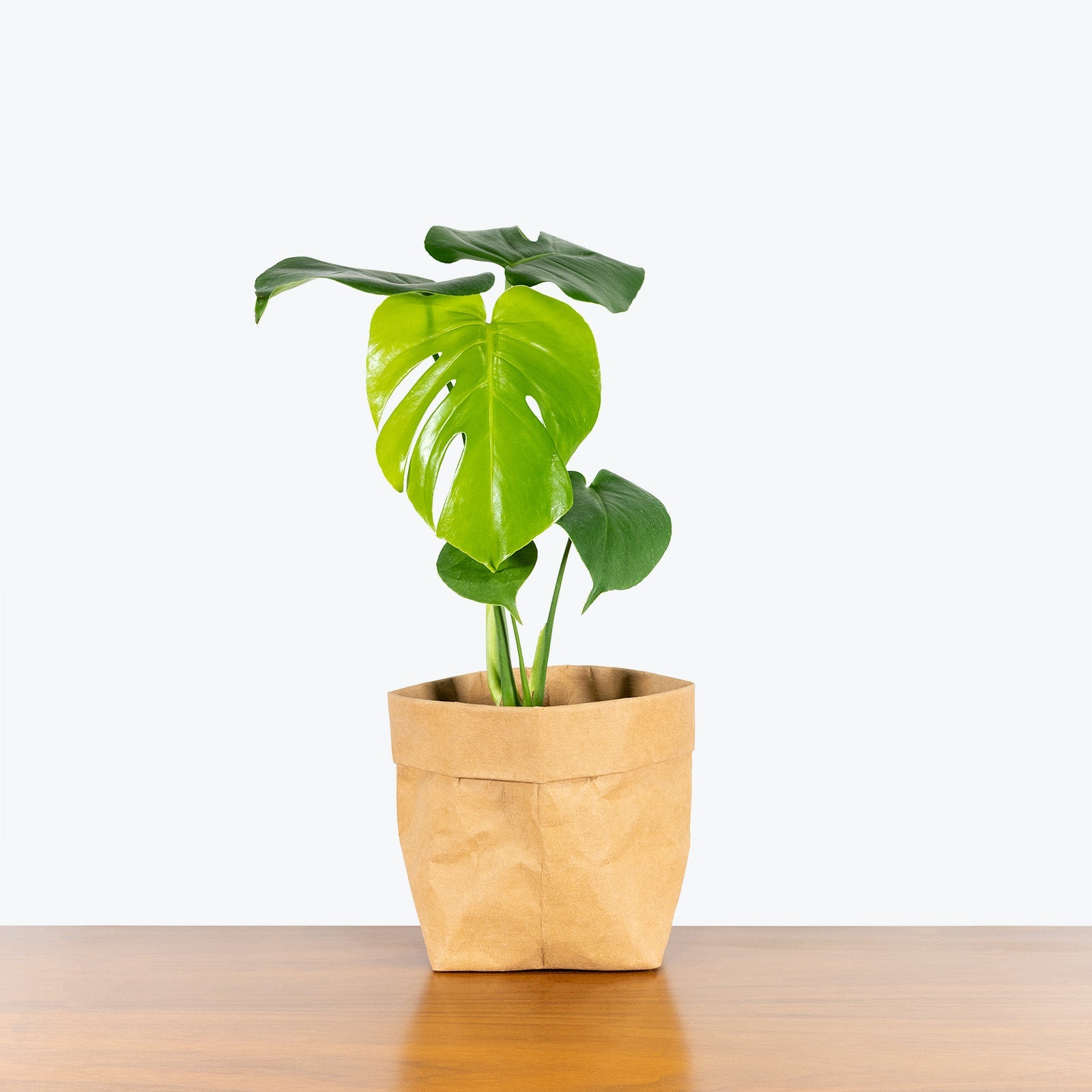 Monstera Plants for Sale | Swiss Cheese Plants | JOMO Studio