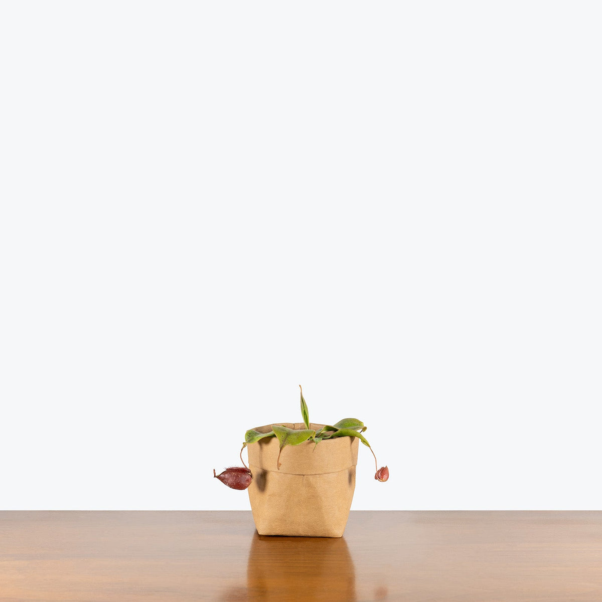 Nepenthes Mirabilis Var. Globosa x Ampullaria Black Miracle on a wooden table — Nepenthes Pitcher Plants at JOMO Studio