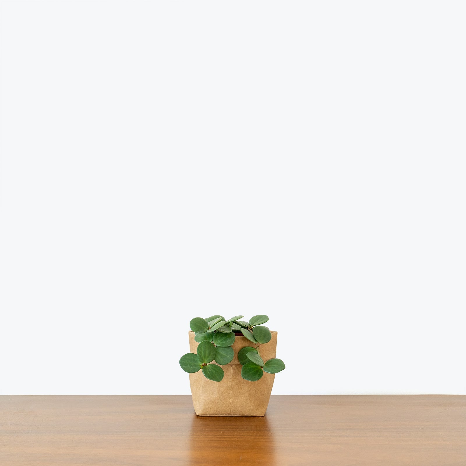 Peperomia Plants for Sale | Vibrant Easy-Care Houseplants | JOMO Studio