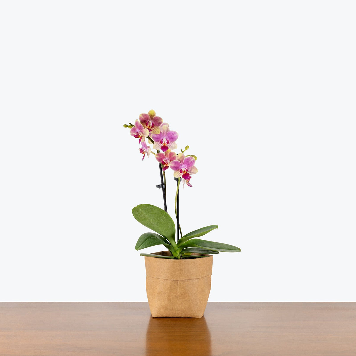 Phalaenopsis Orchid on a wooden table — Orchid Plants at JOMO Studio