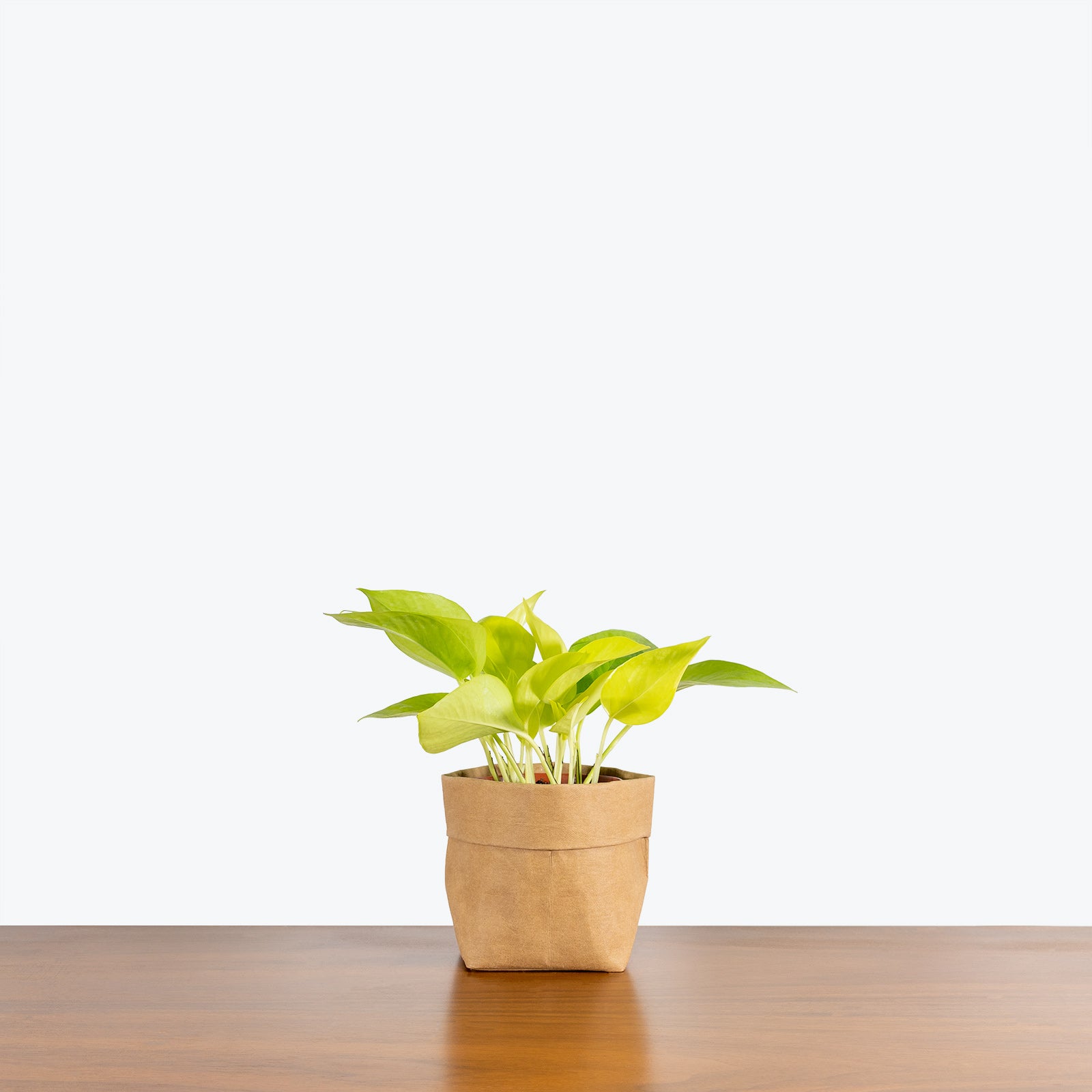 Easy Care House Plants - House Plant Delivery Toronto - JOMO Studio