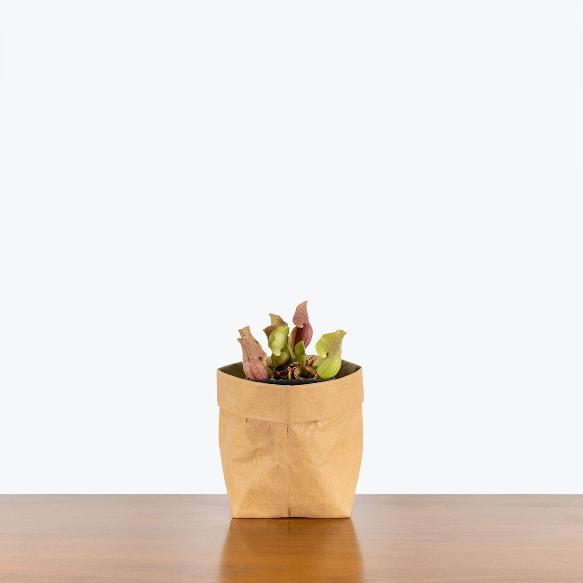 Sarracenia Purpurea Venosa on a wooden table — Sarracenia Pitcher Plants at JOMO Studio