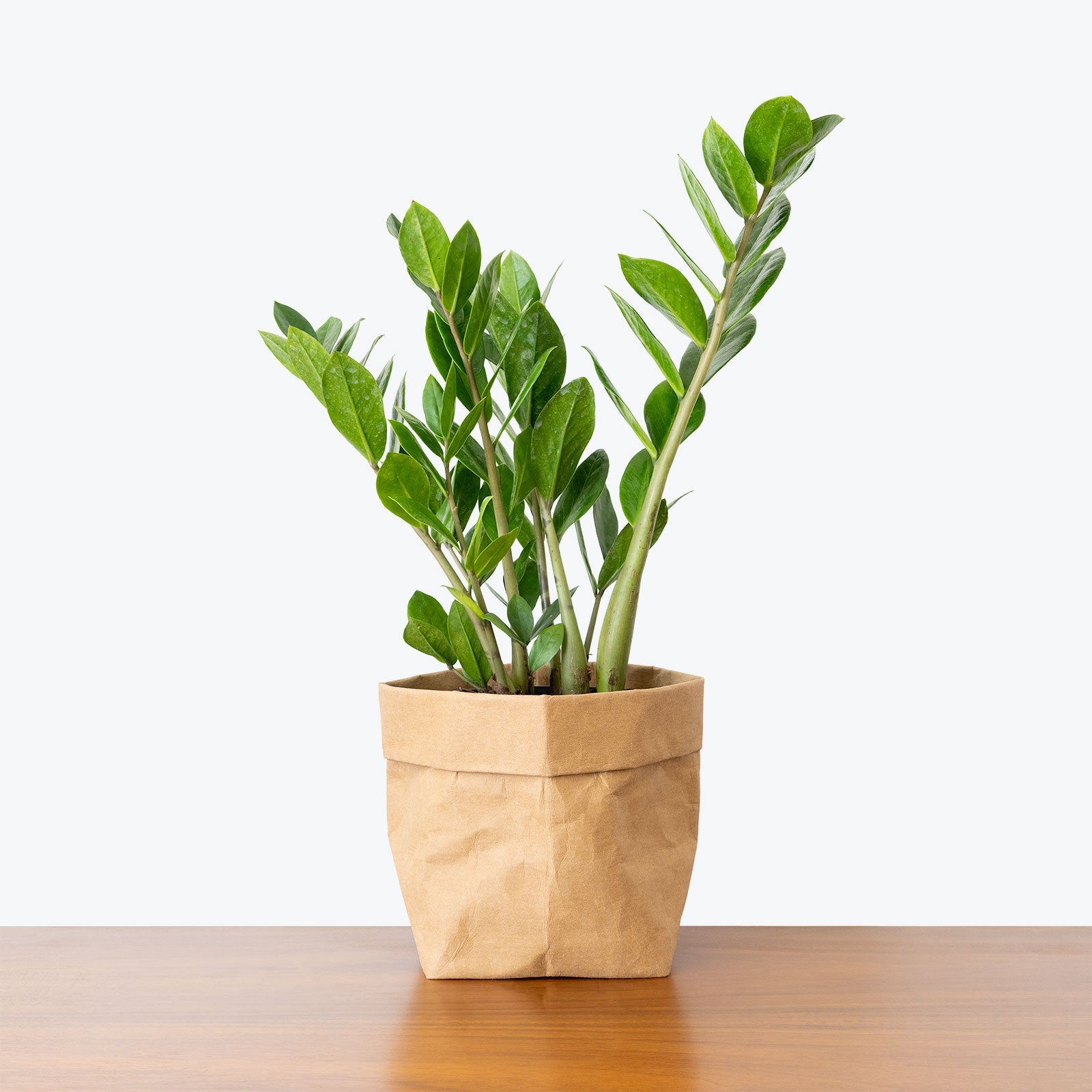 Buy ZZ Plants Online | Zamioculcas Zamiifolia | JOMO Studio