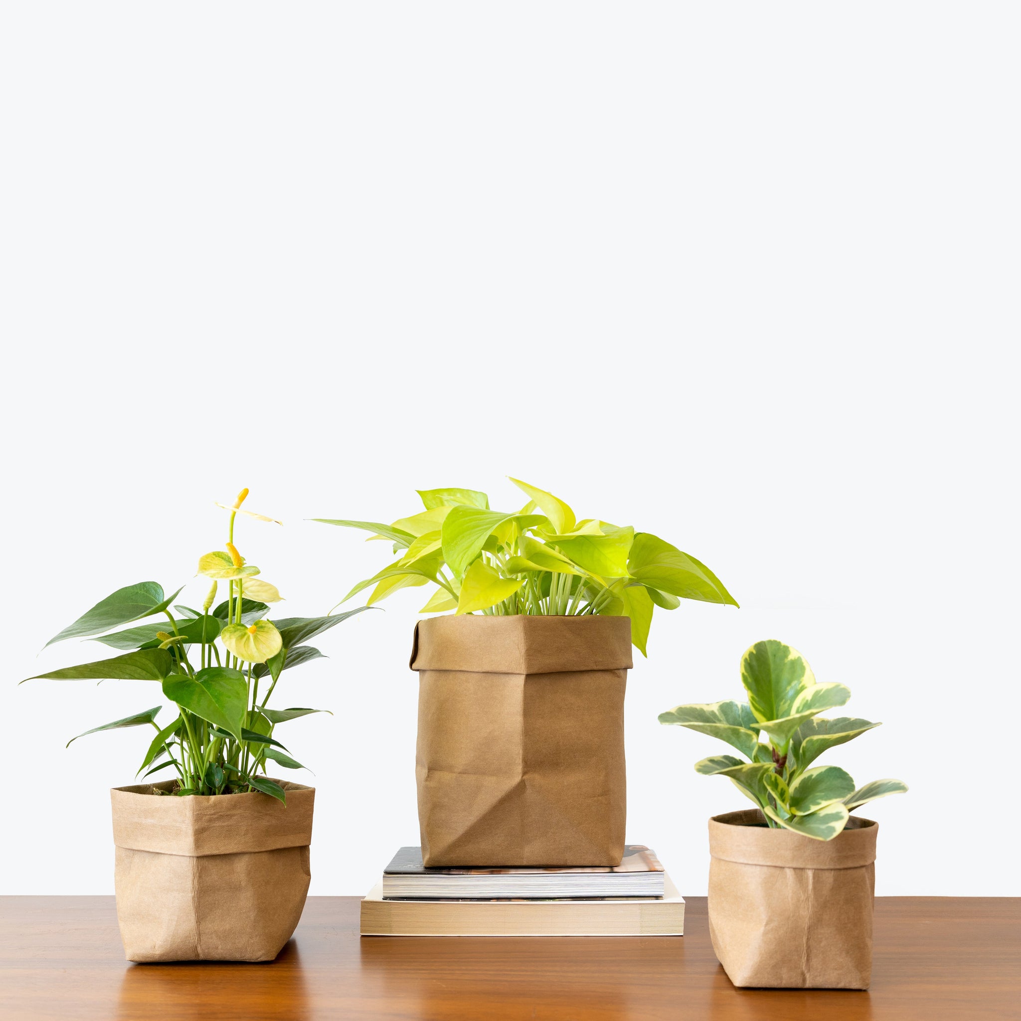 Indoor House Plant Delivery From Toronto Across Canada JOMO Studio