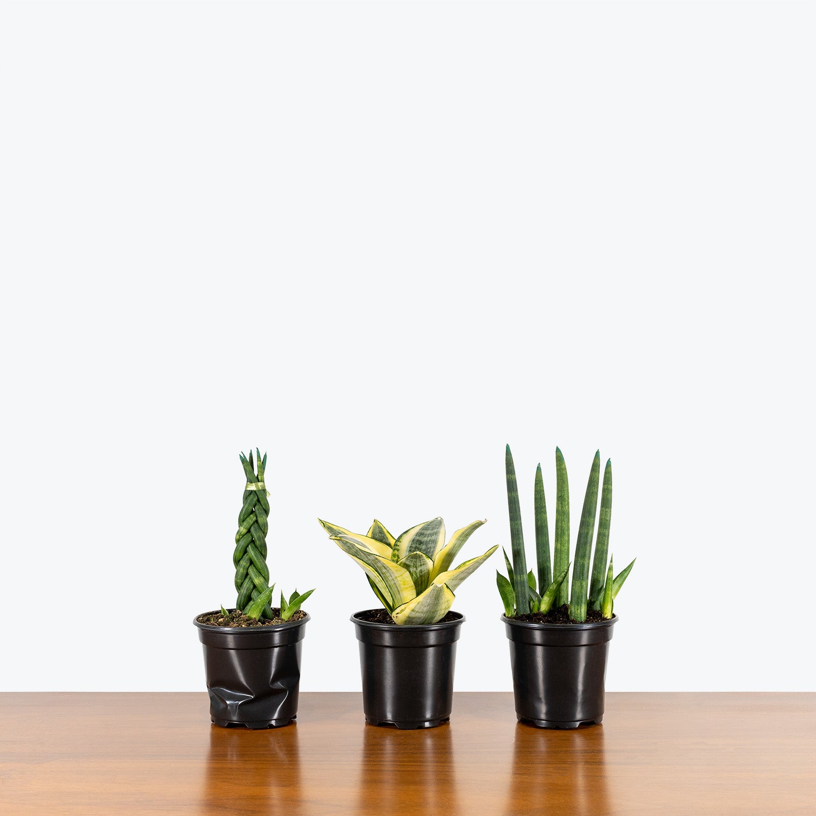 Houseplant 101 Workshop