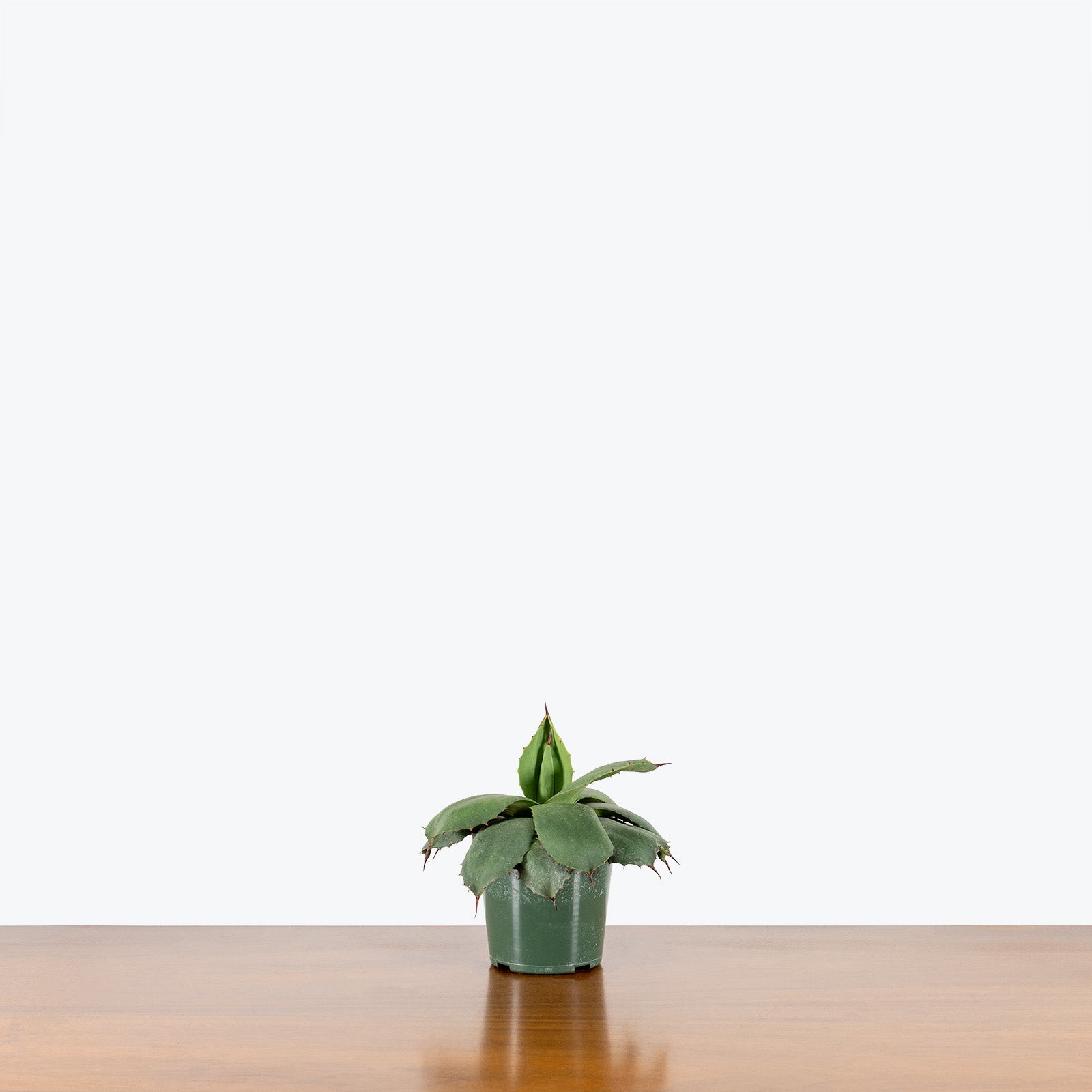 Agave Blue | Care Guide and Pro Tips - Delivery from Toronto across Canada - JOMO Studio