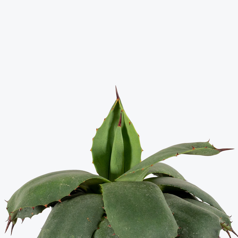 Agave Blue | Care Guide and Pro Tips - Delivery from Toronto across Canada - JOMO Studio