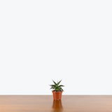Agave Blue Glow — 2.5" Pot