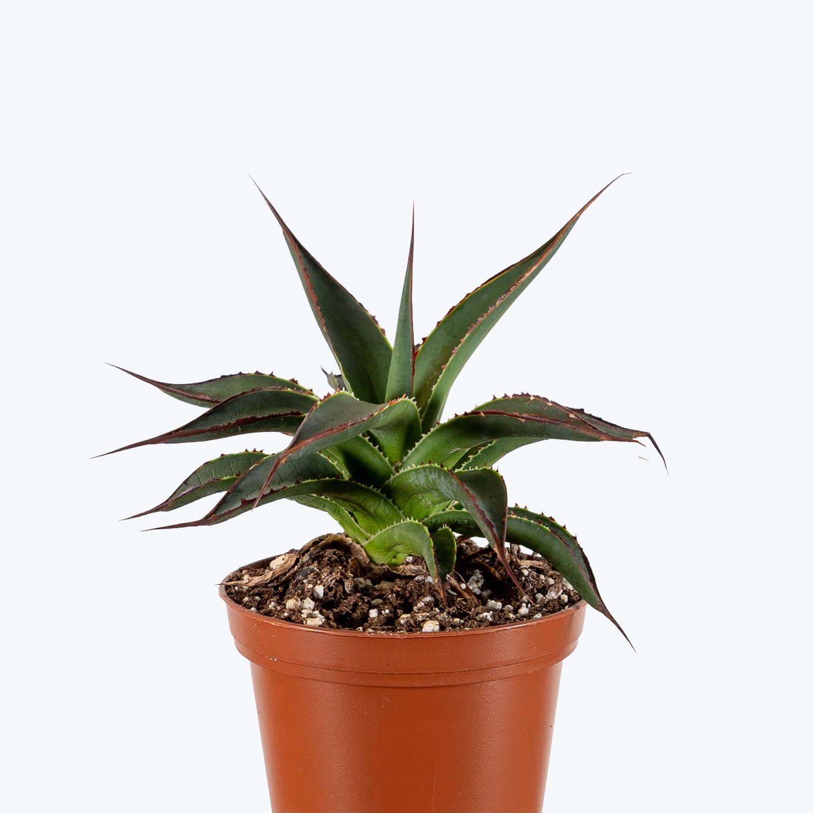 Agave Blue Glow | Care Guide and Pro Tips - Delivery from Toronto across Canada - JOMO Studio