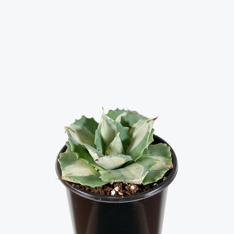 Agave Ohi Raijin Shiro Nakafu | Care Guide and Pro Tips - Delivery from Toronto across Canada - JOMO Studio