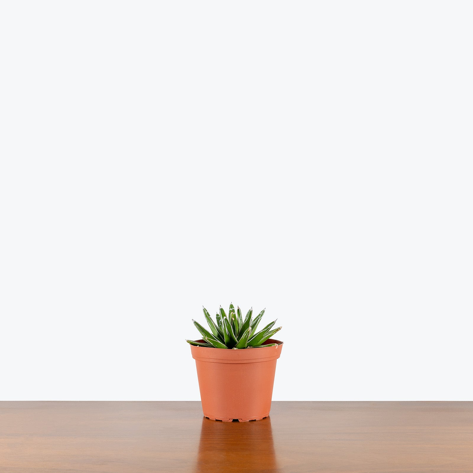 Agave Victoriae Reginae | Care Guide and Pro Tips - Delivery from Toronto across Canada - JOMO Studio