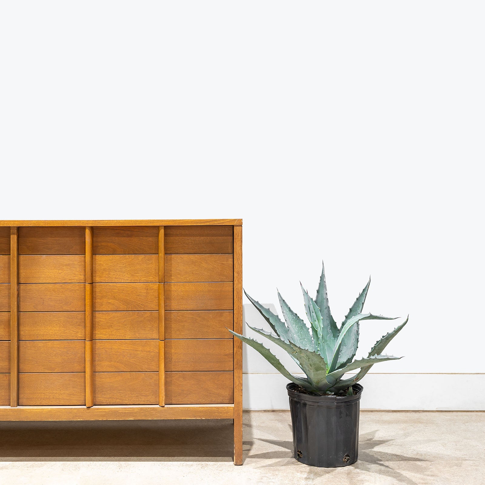 Agave Blue | Care Guide and Pro Tips - Delivery from Toronto across Canada - JOMO Studio