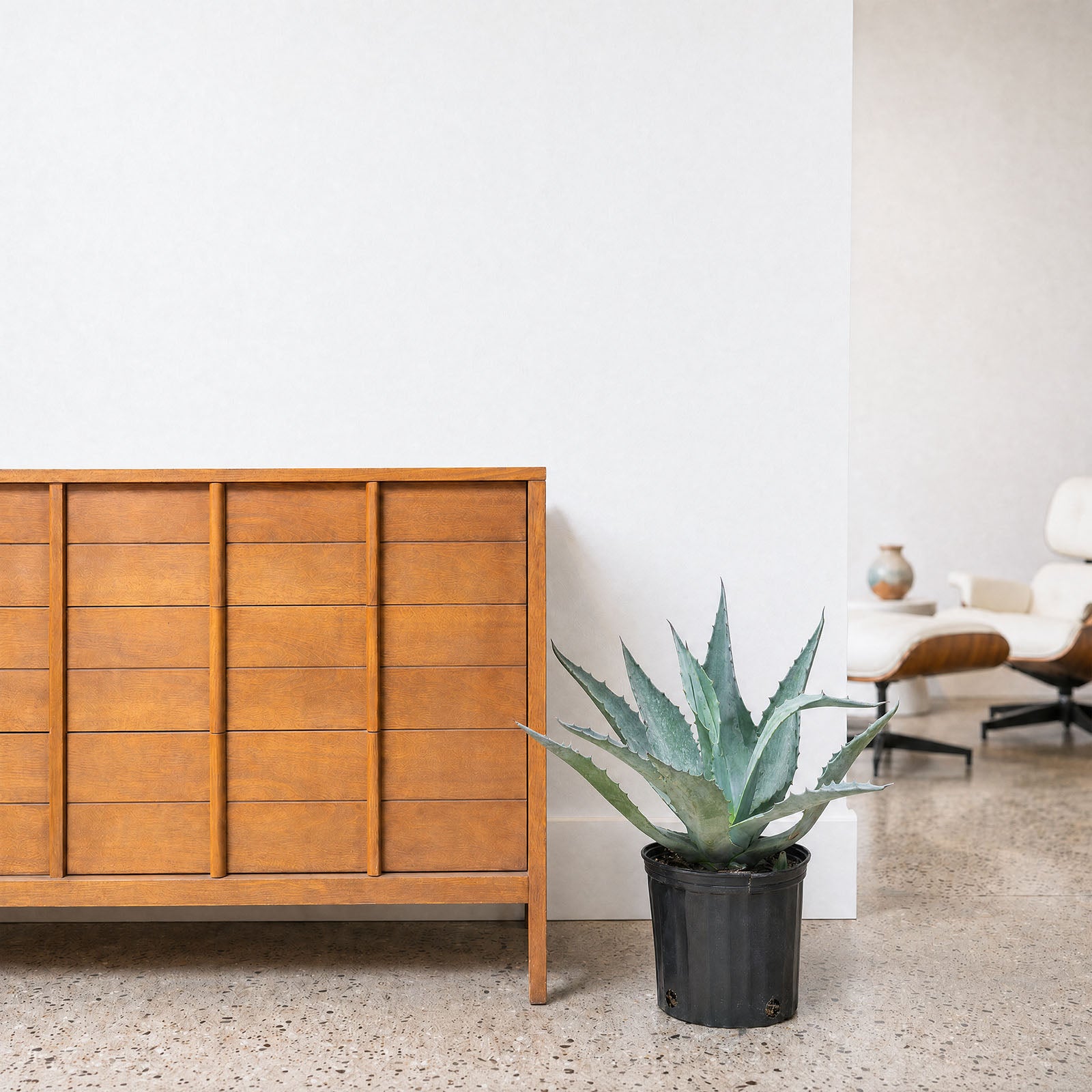Agave Blue | Care Guide and Pro Tips - Delivery from Toronto across Canada - JOMO Studio