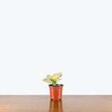 Aglaonema Beauty White — 4" Pot