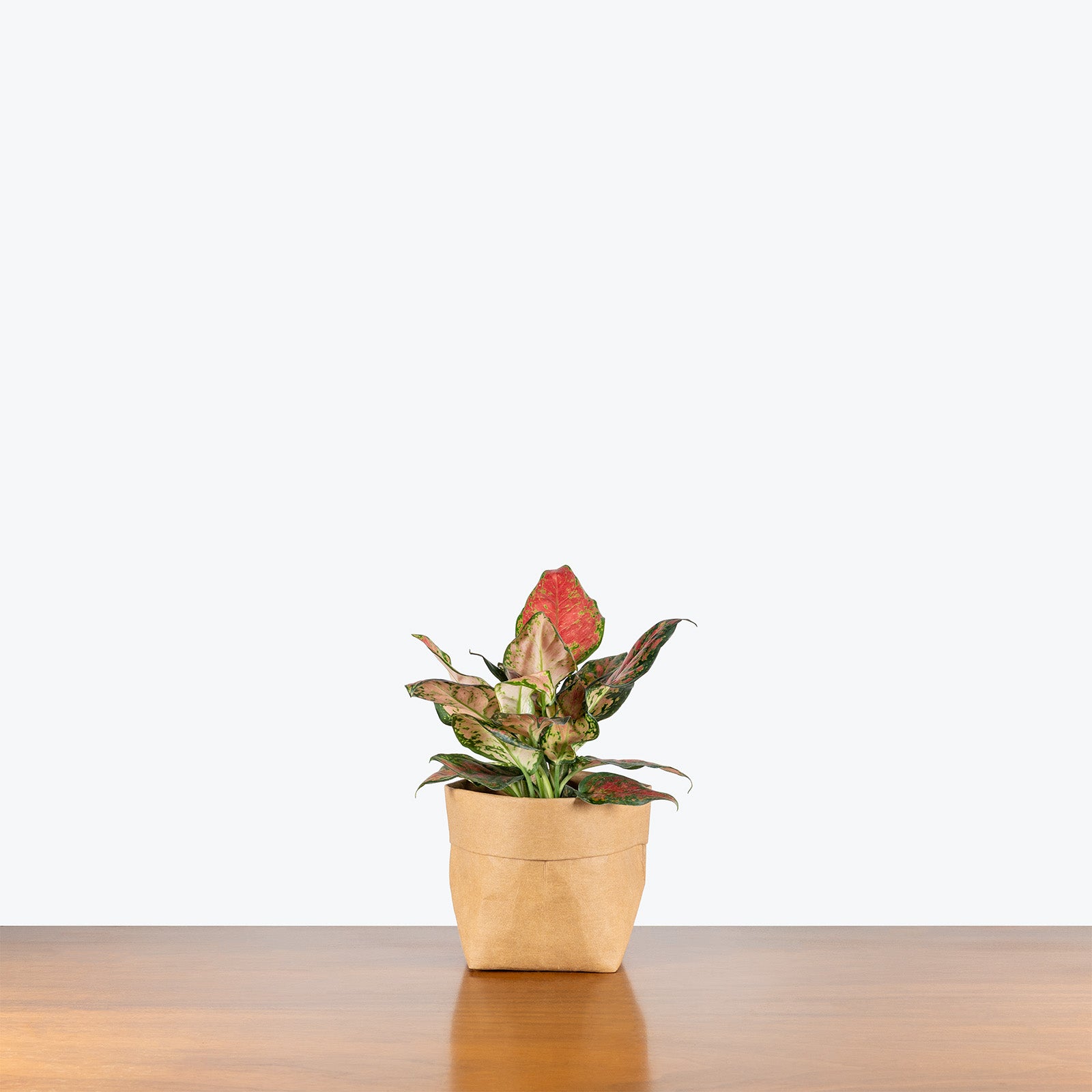 Aglaonema Black Maroon | Care Guide and Pro Tips - Delivery from Toronto across Canada - JOMO Studio