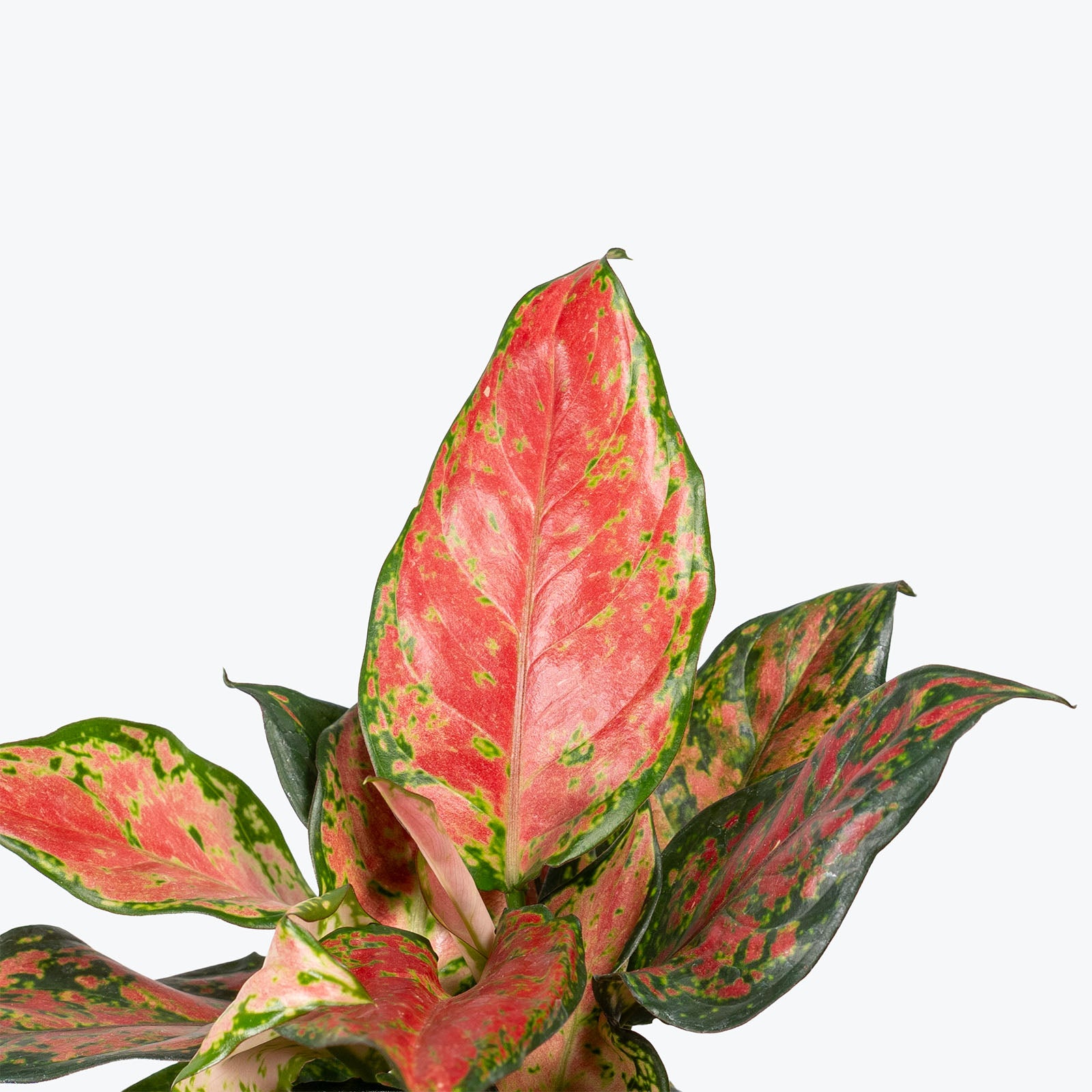 Aglaonema Black Maroon | Care Guide and Pro Tips - Delivery from Toronto across Canada - JOMO Studio