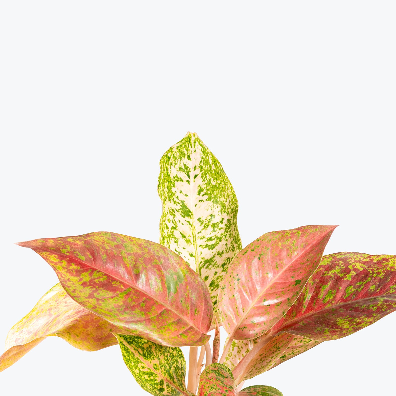 Aglaonema Dazzling Gem | Air Purifying Easy Care Houseplants for Delivery | Care Guide and Pro Tips